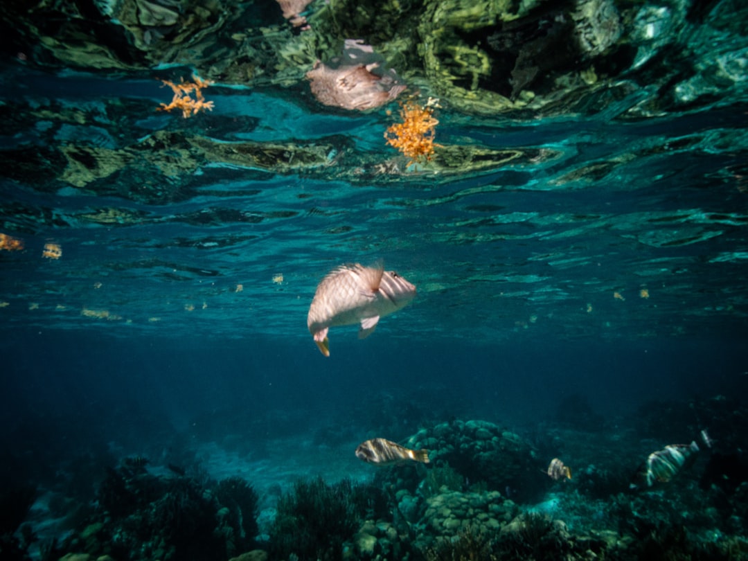 Photo by Colter Olmstead assorted fishes underwater