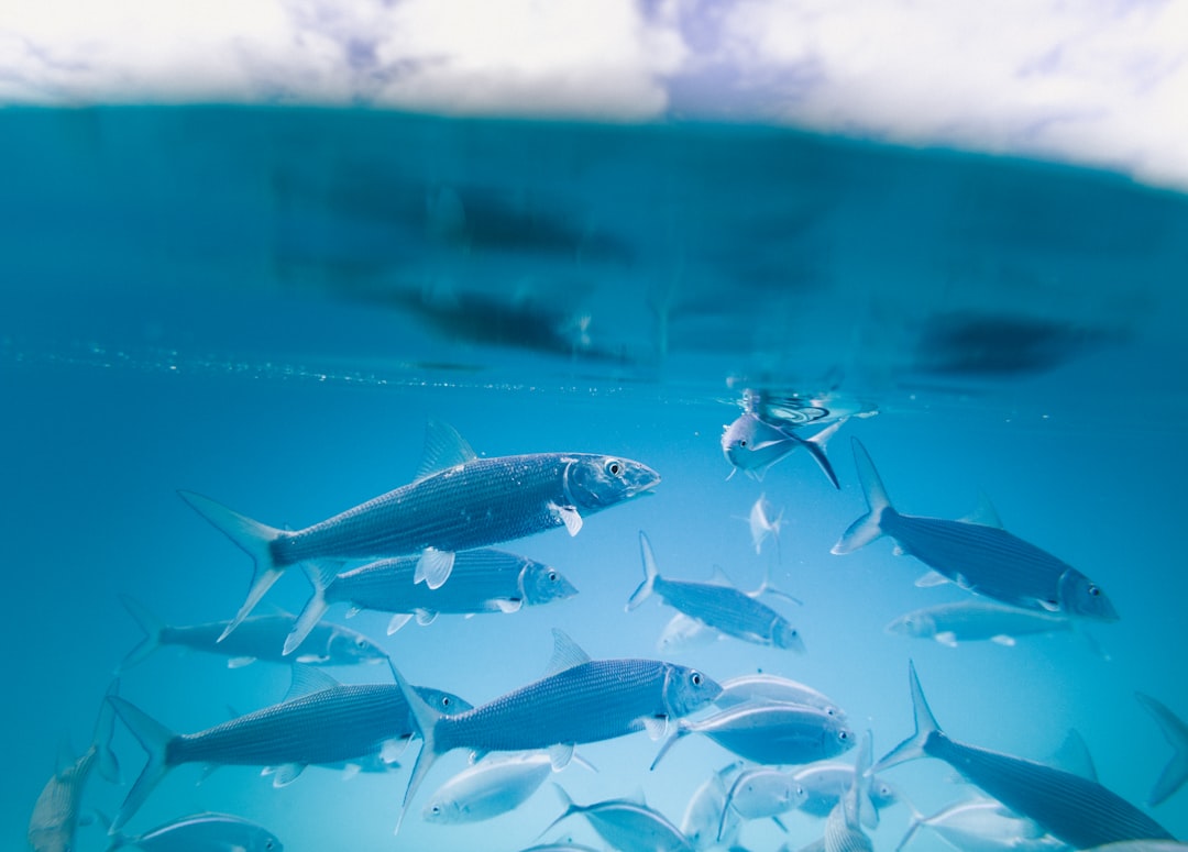 Photo by Jakob Owens school of fish