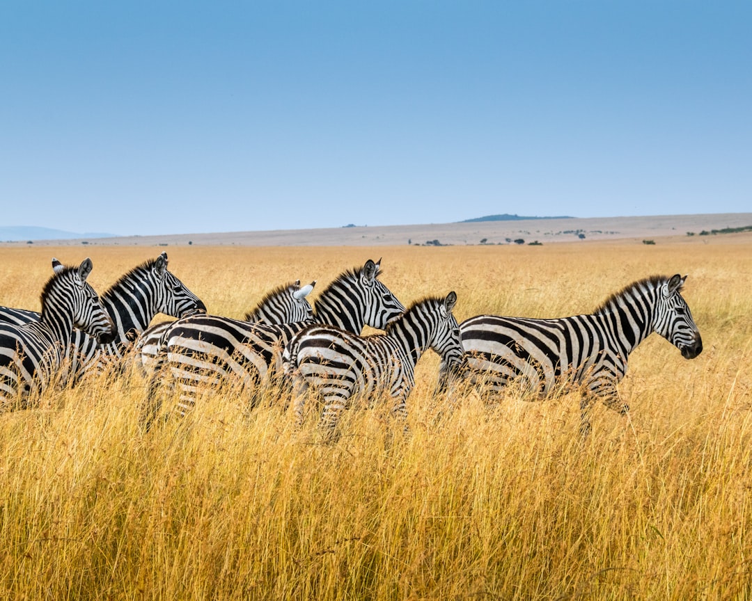 Photo by sutirta budiman group of zebra walking on wheat field