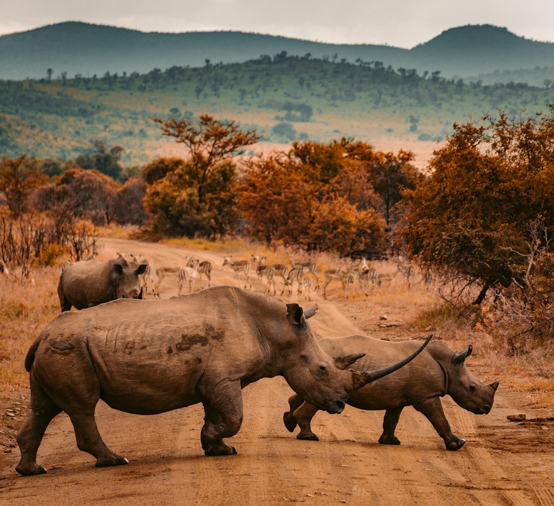 Photo by redcharlie three rhinos walking on farm road